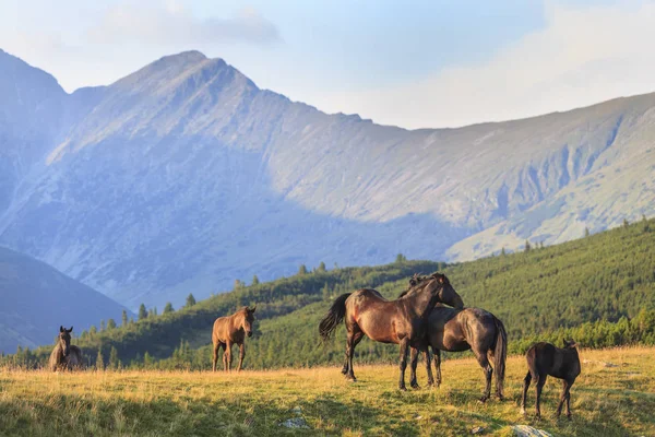 Pastoral Image Horses Donkeys Roaming Free Mountains Eastern Europe Summer — 图库照片