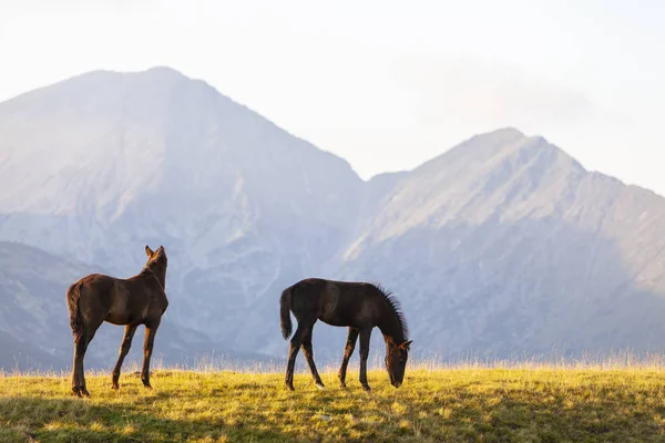 Pastoral Image Horses Donkeys Roaming Free Mountains Eastern Europe Summer — Foto de Stock