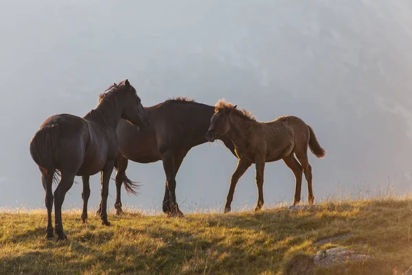 Ποιμαντική Εικόνα Άλογα Και Γαϊδούρια Περιφέρονται Ελεύθερα Στα Βουνά Της — Φωτογραφία Αρχείου