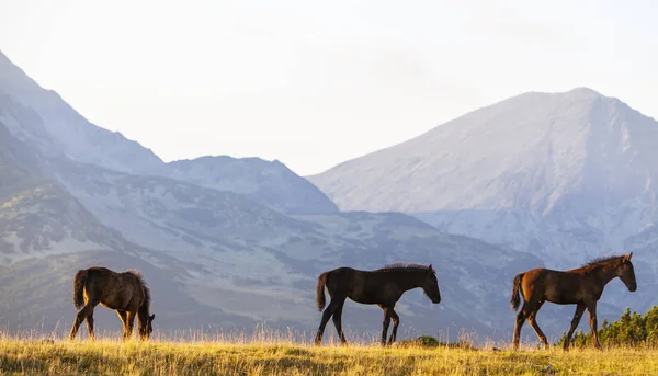 Pastoral Image Horses Donkeys Roaming Free Mountains Eastern Europe Summer — Stockfoto