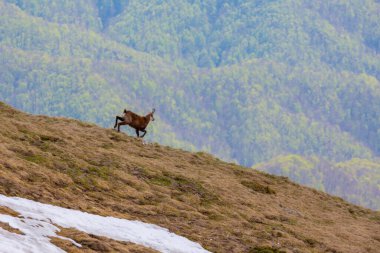 Yazın başında Transilvanya Alpleri 'nde güzel bir dağ manzarası