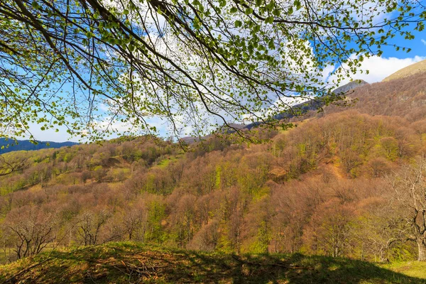 Early spring scenery in the Transylvanian Alps, with birch trees pointed to the sky