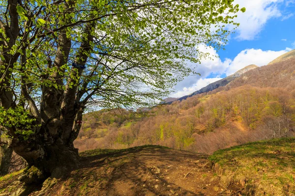 Ranní Jarní Scenérie Transylvánských Alpách Břízami Směřujícími Obloze — Stock fotografie