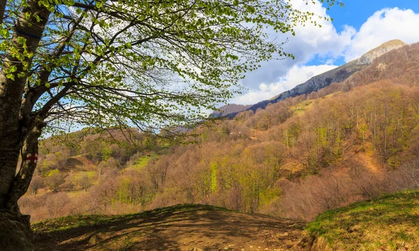 Early spring scenery in the Transylvanian Alps, with birch trees pointed to the sky