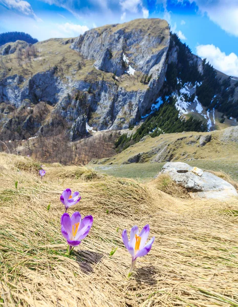 Красивые Горные Пейзажи Трансильванских Альпах Начале Лета — стоковое фото