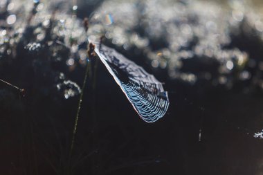 Güneşin doğuşu ve örümcek ağlarıyla sabah Alp ormanlarında sakin, parlak manzara.