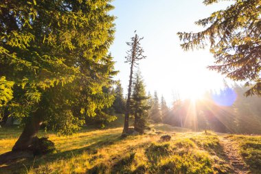 Güneşin doğuşu ve örümcek ağlarıyla sabah Alp ormanlarında sakin, parlak manzara.