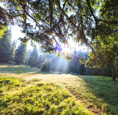Güneşin doğuşu ve örümcek ağlarıyla sabah Alp ormanlarında sakin, parlak manzara.