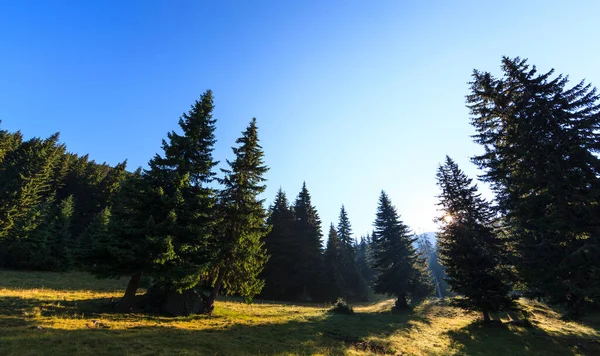 Pemandangan Cerah Yang Tenang Hutan Alpen Pagi Hari Dengan Matahari — Stok Foto