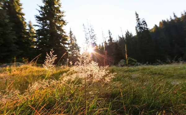 Heitere Helle Landschaft Einem Alpinen Wald Morgen Mit Sonnenaufgang Und — Stockfoto