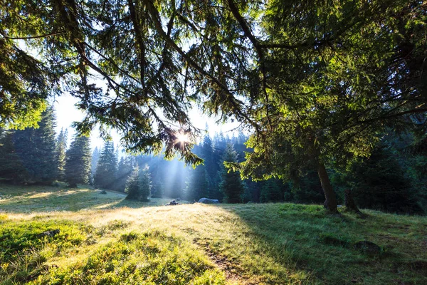 Sereno Paisaje Brillante Bosque Alpino Por Mañana Con Salida Del — Foto de Stock