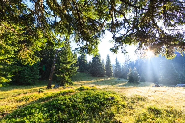 Serene Bright Scenery Alpine Forest Morning Sunrise Spider Webs — Stock Photo, Image