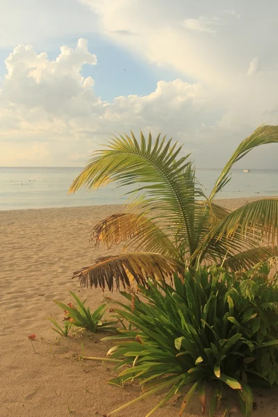 Seven mile beach. Jamaica, Negril — Stockfoto