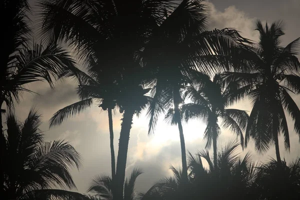 Palm trees at night — Stock Photo, Image