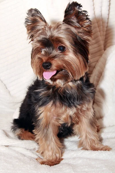 Cute Yorkhire terrier — Stock Photo, Image