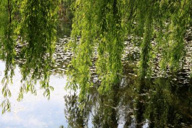 Göl kenarında söğüt ağacı