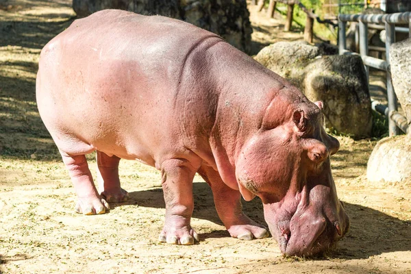 Ippopotamo Passeggiare Nello Zoo Asia Thailandia — Foto Stock