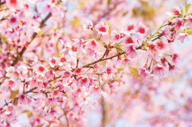 Tatlı güzel kiraz, yabani Himalaya kiraz, Tayland çiçek