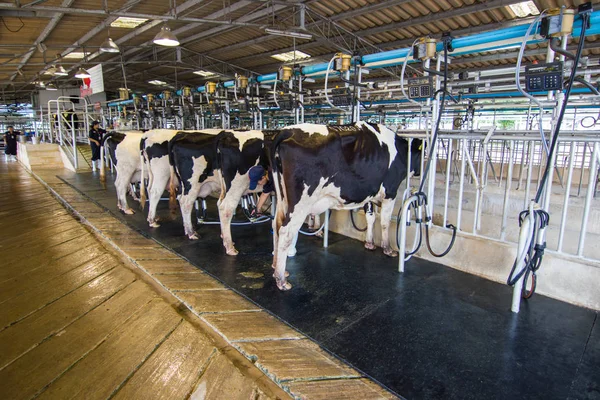 Farm Chokchai Camp Thailand November 2017 Cow Milking Facility Milking — Stock Photo, Image