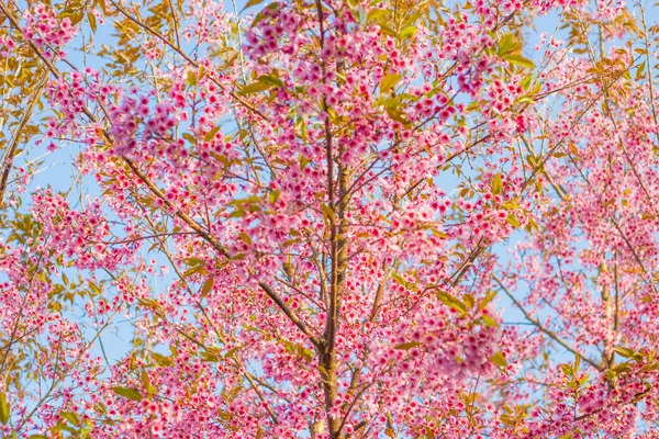 Closeup Beautiful Cherry Wild Himalayan Cherry Flowers Thailand — Stock Photo, Image