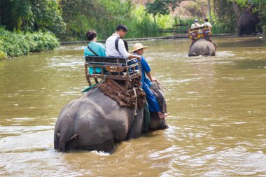 Lampang Tayland 15 Nisan 2016: Tayland fil koruma merkezi - etkinlikler fil banyo fil banyo doğal olarak, soğutma için bir fil banyo gibi  