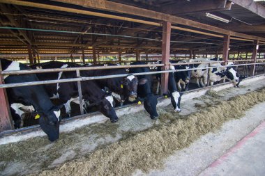 İnekler bir çiftlik ve saman cowshed süt çiftlikte yiyerek inek sürüsü