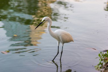 Suda yürüme Doğu büyük ak balıkçıl ve balık yemeye bak.