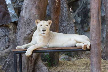 Portre - hayvanat bahçesinde Asya Tayland kadın beyaz aslan 