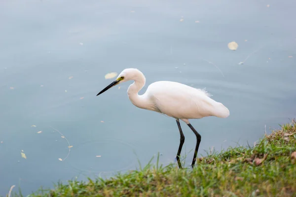 Oost Grote Zilverreiger Wandelen Water Zoek Naar Vis Eten — Stockfoto