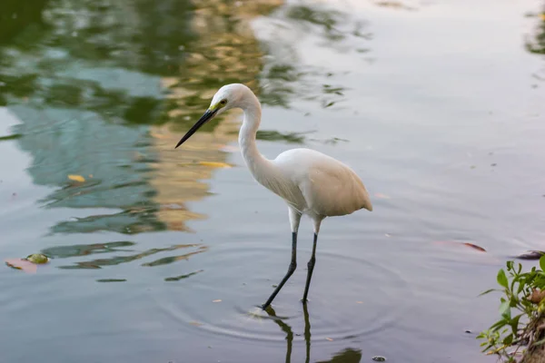 Eastern Great Egret Caminando Agua Buscando Peces Para Comer —  Fotos de Stock