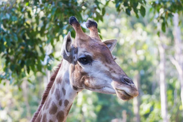 Head Giraffe Tree Background Zoo Asia Bangkok Thailand — Stock Photo, Image