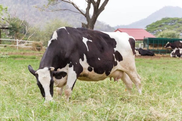 stock image Cow standing eat grass on the green field farm