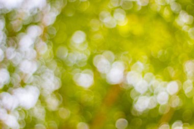 Arkaplan görüntüsü olarak ağaçların arasından ışık saçan doğanın soyut bulanıklığı.