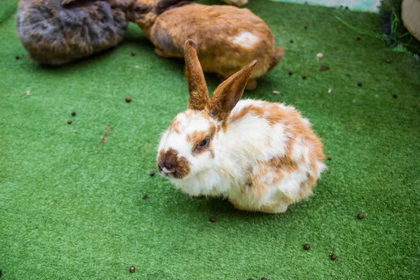 Nahaufnahme Von Kaninchen Einem Käfig Einem Zoo Thailand — Stockfoto
