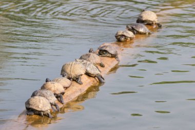 Kaplumbağa üzerinde ahşap üzerinde gölet, Asya Bangkok Tayland 
