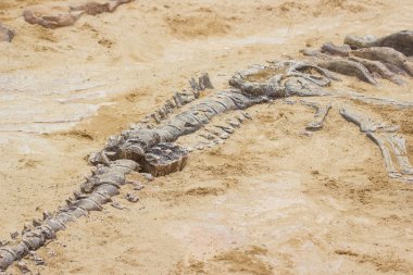 Dinozor fosil simülatörü kazı kum eğitim ve öğrenme