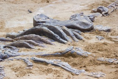 Dinozor fosil simülatörü kazı kum eğitim ve öğrenme