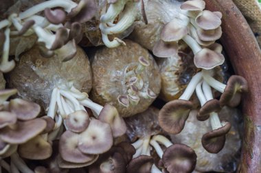 Melek mantar bir kavanoza büyük toprak, taze peri mantar kreş.