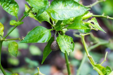 Küçük salyangoz yemek Yeşiller sürünerek eve bırakır 