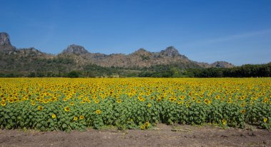 Güzel closeup bir ayçiçeği veya gündöndü ayçiçeği alanında, parlak sarı ayçiçeği Lopburi, Tayland