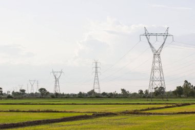  Yüksek gerilim enerji nakil direkleri - yeşil pirinç tarlalarının arasında yer alan  