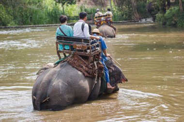 Lampang Tayland 15 Nisan 2016: Tayland fil koruma merkezi - etkinlikler fil banyo fil banyo doğal olarak, soğutma için bir fil banyo gibi  