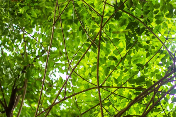 Borrão Abstrato Natureza Com Bokhe Luz Através Das Árvores Como — Fotografia de Stock
