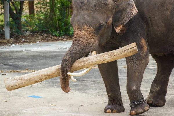 Thai Elephants Lifting Large Древесины Слон Шоу Бангкок Таиланд — стоковое фото