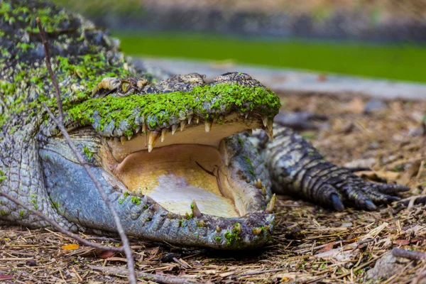 Crocodile Thaïlande Avec Bouche Ouvert Dans Ferme Bangkok Thaïlande — Photo