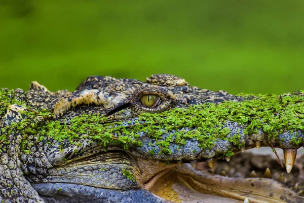 Krokodýla Thajsko Ústy Otevřené Farmy Bangkok Thajsko — Stock fotografie