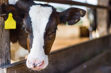 Yakın plan portre genç inek kameraya bakar ve sarı etiketli kulaklar kabinde