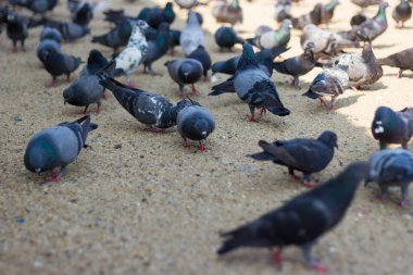Güvercinler ekmek yere park Bangkok Tayland kavramı kuş gribi üzerinde yemek.