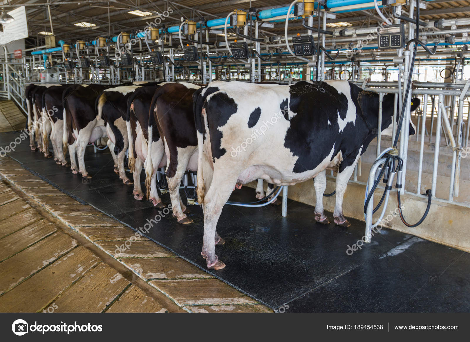 MMUY-1 Cow Milking Machine,Portable Livestock Milking Equipment,Suitable for Farm/pasture,2L