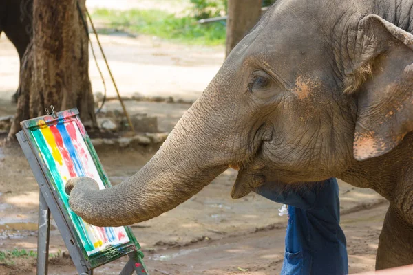 Elephant Malarstwo Ramki Słonia Drzewa Lampang Tajlandia — Zdjęcie stockowe